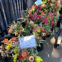 テロペア,バンクシア,オージー　プランツの画像