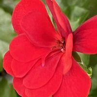 アイビーゼラニウム,アイビーゼラニウム,ダイアンサス,ダイアンサス,ハイビスカスの画像