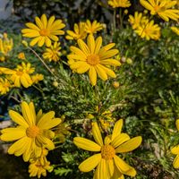 ヒイラギナンテン,ヒイラギナンテン,ユリオプスデージー,ユリオプスデージー,ユリオプスデージーの画像