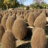コキア,コキア,清水公園花ファンタジア,何時も楽しく過ごし隊,今日も元気に行きましょう♡の画像