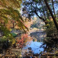 シロダモ,ホオズキ,ヒヨドリジョウゴ（鵯上戸）,紅葉（こうよう）,市川市大町公園の画像