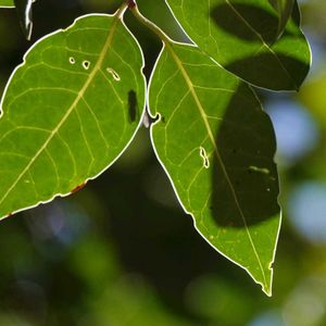 カツラ,カツラ,カツラ,トウネズミモチ,トウネズミモチの画像