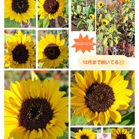 ハイビスカス,チョコレートコスモス,癒し…♡,すてき…♡,か〜わい〜の画像