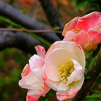 サザンカ,チェリーセージ,ナデシコ,ボケ,ヤツデの画像