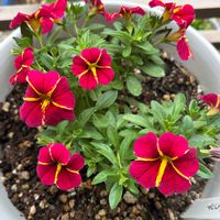 カリブラコア,沖縄,おうち園芸,真っ赤な火曜日,ベランダの画像