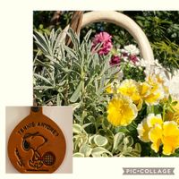 シレネ,シレネ・ユニフローラ,ビオラ　エッグタルト,スマホ撮影,ベテラン乙女倶楽部の画像