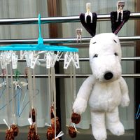 オキザリス,風車菊,マサキ,花のある暮らし,ご近所さんの画像