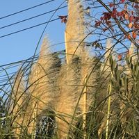 パンパスグラス,ご近所さん,スマホの画像