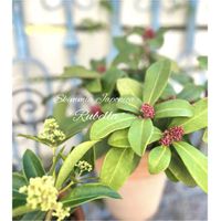 スキミア,スキミア ルベラ,花のある暮らし,咲いてくれてありがとう❤,出会いに感謝♡の画像