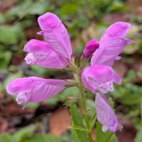 カクトラノオ,ハナトラノオ,サルトリイバラ,サルトリイバラの花，,多年草の画像