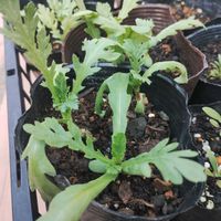 春菊,ガーデニング,ネコ好き,プランター野菜,種まきっ子の画像