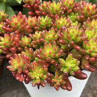 セダム,虹の玉,虹の玉,多肉植物,紅葉する多肉の画像