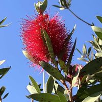 ブラシの木,ブラシの木の画像