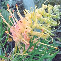 グレビレア,グレビレア ピーチズ&クリーム,庭の画像