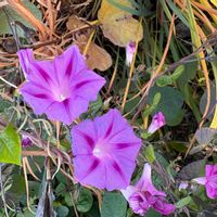 アサガオの画像