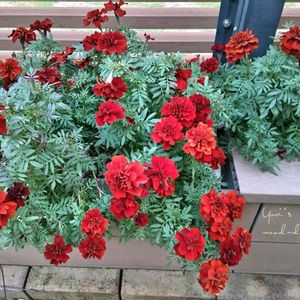 クレマチス,マリーゴールド,ビオラ,ビオラ,クレマチス ジングルベルの画像