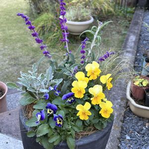 メキシカンブッシュセージ,ビオラ,サルビアレウカンサ（アメジストセージ）,白妙菊(しろたえぎく),メキシカンブッシュセージ ステラの画像