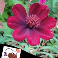 コリウス,チェリーセージ,ポインセチア,チョコレートコスモス,ナンテンの実の画像