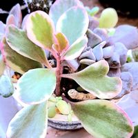 カランコエ,胡蝶の舞,カランコエ　胡蝶の舞,カランコエ属,植物男子ベランダーの画像