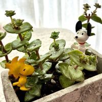 月兎耳,星の王子,ほしつながり,毎月2日はスヌーピーの日,たいせつななかま♡の画像