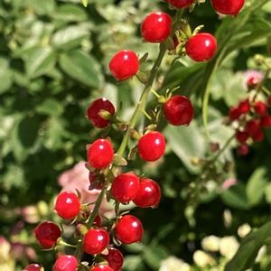 可愛い実,#ガーデニング,エクステリア,トイレ・洗面所の画像