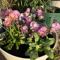 サクラソウ,ノースポール,ワスレナグサ,ビオラ,イングリッシュデージーの画像