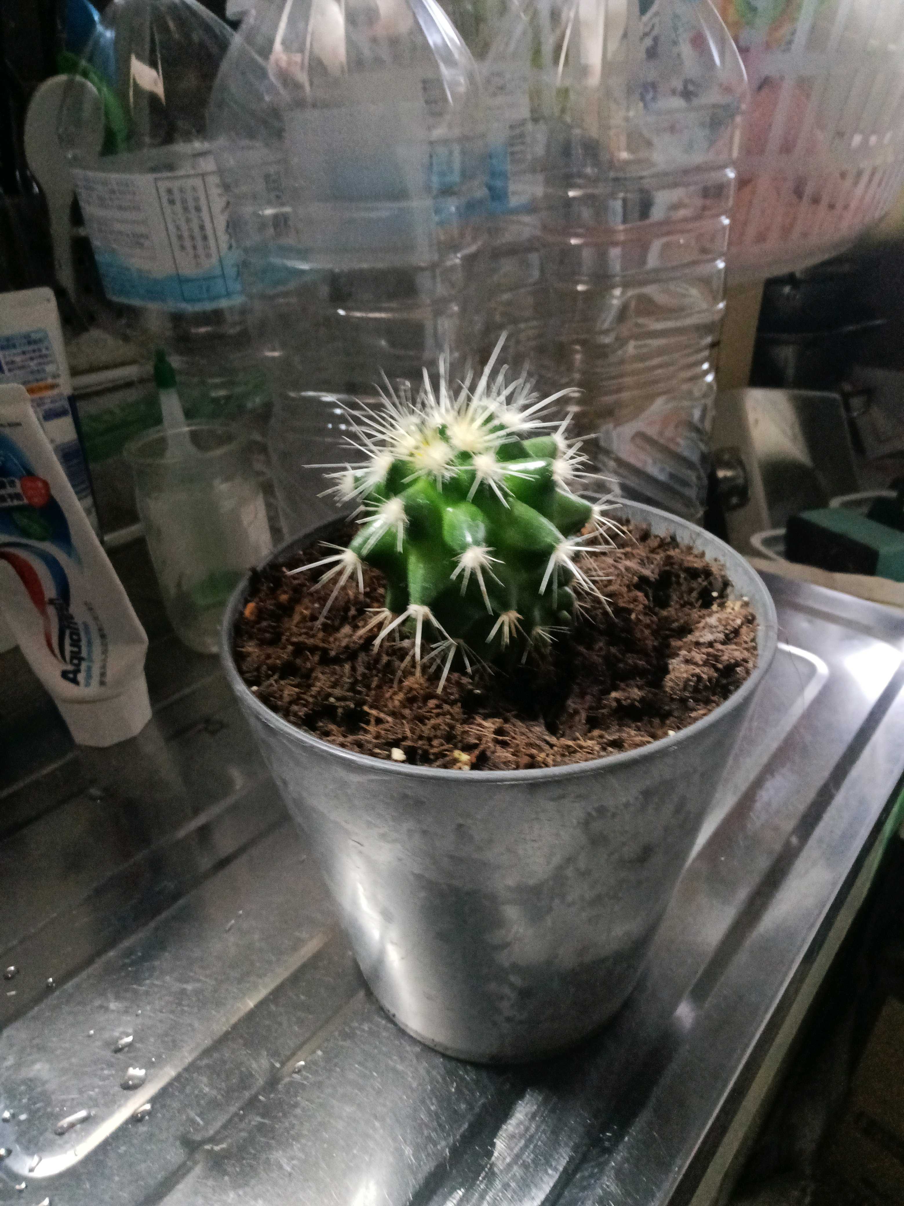 金鯱の一覧｜🍀GreenSnap（グリーンスナップ）