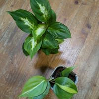 ディフェンバキア・カミーラ,ディフェンバキア・カミーラ,フィロデンドロン・ブラジル,フィロデンドロン・ブラジル,DAISO植物の画像