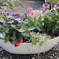 ネメシア,チェッカーベリー,シレネ・ユニフローラ,寄せ植え,シエルブリエの画像