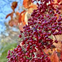 シュガーバイン,斑入りコマユミ,シマサルスベリ,マンリョウ 紅孔雀,セイヨウカンボク(西洋肝木)の画像