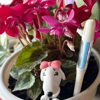 オーロラ,月下美人,小人の祭り,シクラメン ジックス,ハクサンの画像