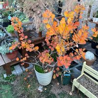 スモークツリー,スモークツリー  ピンクパール,スモークツリーの紅葉,ガーデニングの画像