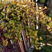 ワイヤープランツ,黄色い葉っぱ,わさわさ〜,ワイヤープランツゴールデンガールの画像