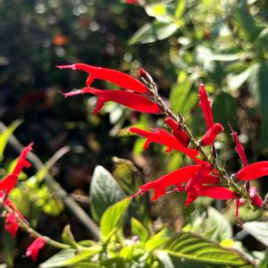 手作り,キク科,シソ科,素敵な花壇,大島小松川公園の画像