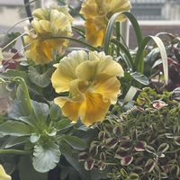 クローバー,パンジー,プリンセスクローバー エステル,プリンセス・クローバー,フリル咲きパンジーの画像