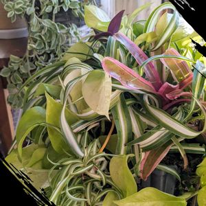 ポトス,ベビーサンローズ,トラディスカンティア,オリヅルランポニー,観葉植物の画像