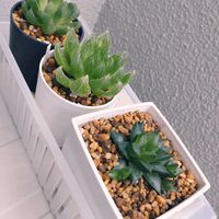 ハオルチア レツーサ,ハオルチア クーペリー,多肉植物,仙台の画像