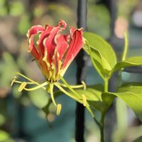 グロリオサ,ハイビスカス　ケイト,かわいいな♡,花のある暮らし,お花が好き♡の画像