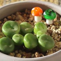 そら豆,コノフィツム　シルクムプンクタツム,多肉植物,窓辺の植物たち,コノフィツム属の画像