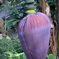 バナナ,バナナ,バナナ,iphone11の画像