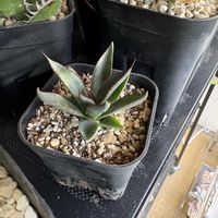 マンガべ　プレイングハンズ,多肉植物,植え替え,多肉のある暮らし,休日の朝の画像