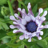 シバザクラ,オステオスペルマム,アメジストセージ,チーム愛知,すずガーデンの画像