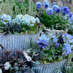 パンジー・ビオラ,パンジー フェデネージュ,寄せ植え,ナチュラルガーデン,ジャンクガーデンの画像