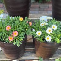 ボンザマーガレット,サントリー フラワーズ,サンフラマニア,サントリーフラワーズのあるくらしの画像