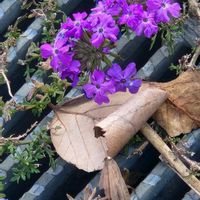 バーベナの画像