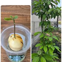 アボカド,アボカドの種,穏やかな時間,GSの繋がりに感謝♡,今日に感謝♡の画像