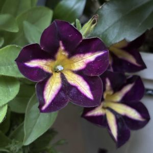 はな,サフィニアアート,サフィニアアート　とらネコ,花好きさんと繋がりたい,サントリー フラワーズの画像