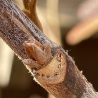 カシワバアジサイ,冬芽葉痕クイズだよ！,クイズ冬芽葉痕,庭の画像