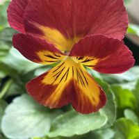 ナンテン,パンジー,ビオラ,デンマークカクタス,プリムラ マラコイデスの画像