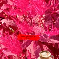 ミセバヤ,ジュズサンゴ,ケイトウ レッドクリフ,ジュズサンゴ　絣,癒しの画像